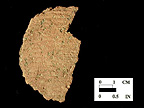 Dames Quarter exterior surface of body sherd from a Maryland unprovenienced site.